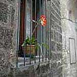 Window sills seem to be the only place for citizens of Old Cagli to grow flowers