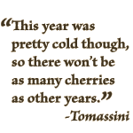 "This year was pretty cold though, so there won't be as many cherries as other  years." Tomassini