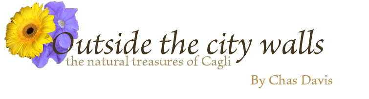 Outside the city walls, the natural treasures of Cagli by Chas Davis